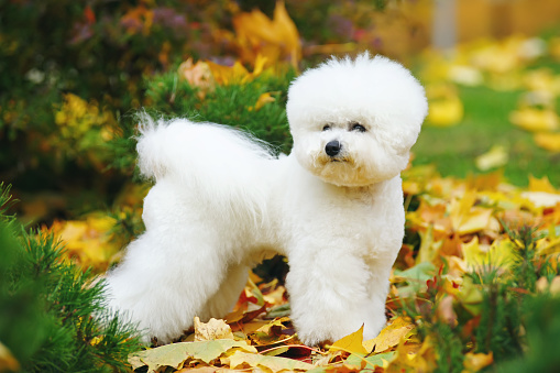 Perro