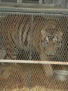 Tigre