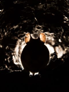 Rata