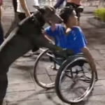 Perro empuja a dueño en silla de ruedas.
