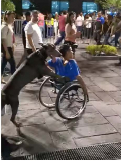 Perro empuja a dueño en silla de ruedas.