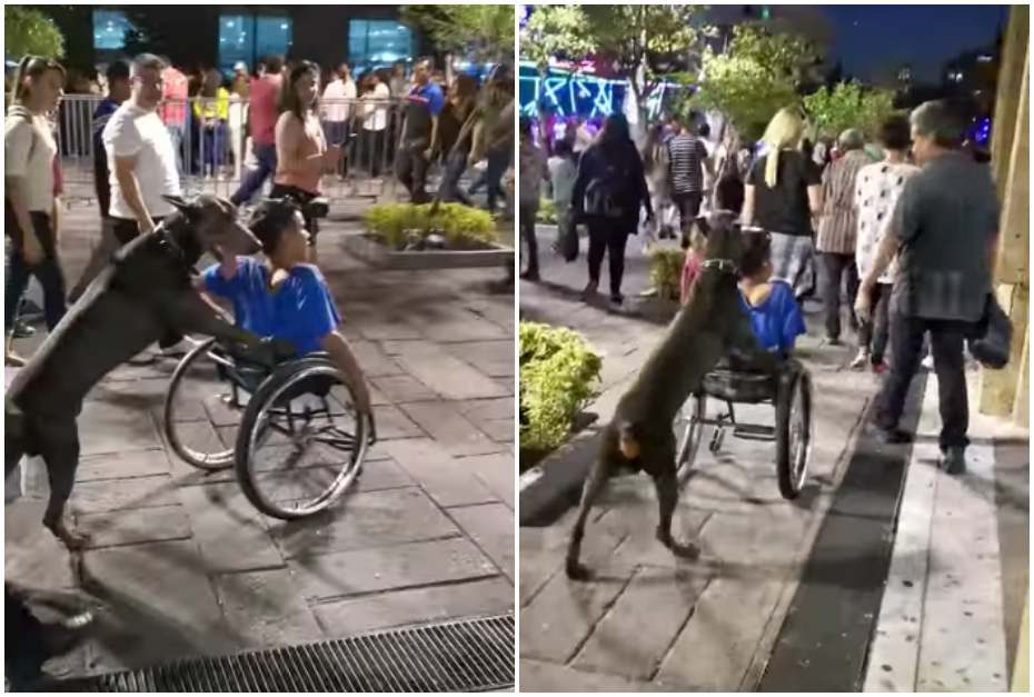 Perro empuja a dueño en silla de ruedas.