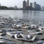 Mortandad de peces en Santa Marta