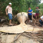 Ballena