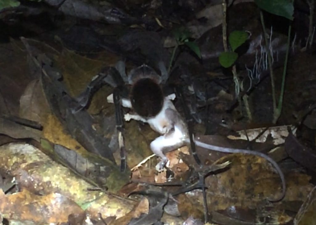 Araña 1 Araña 1