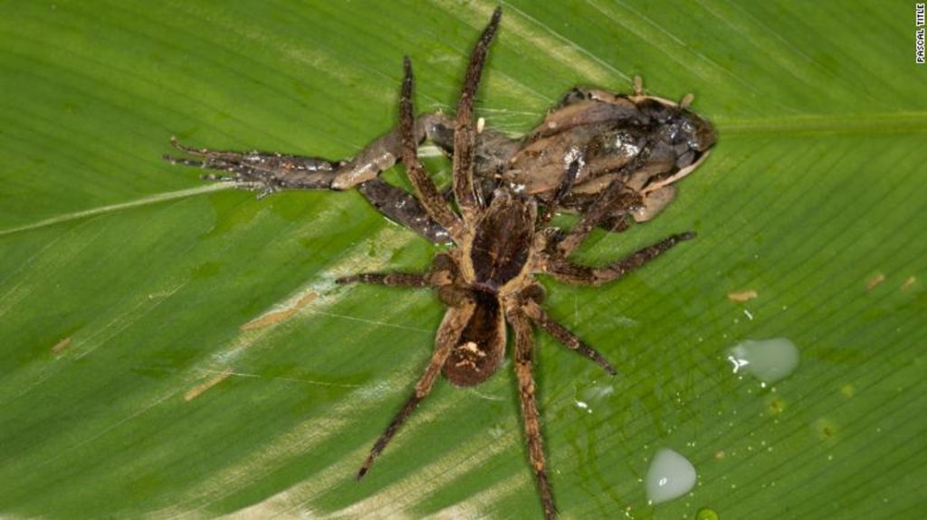 Araña 2 Araña 2