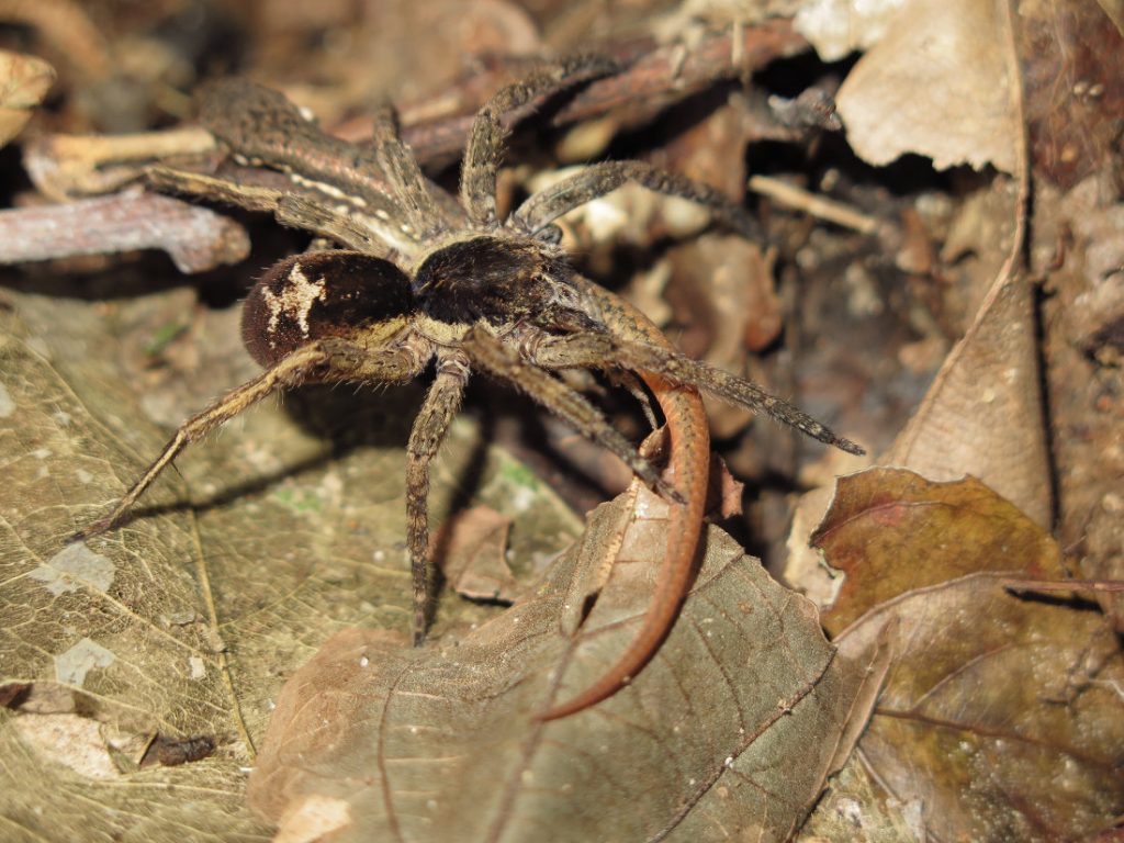 Araña 3 Araña 3