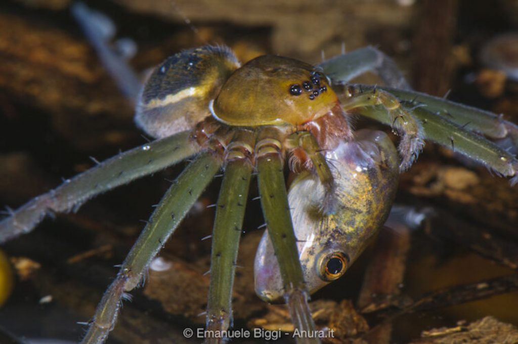 Araña 4 Araña 4