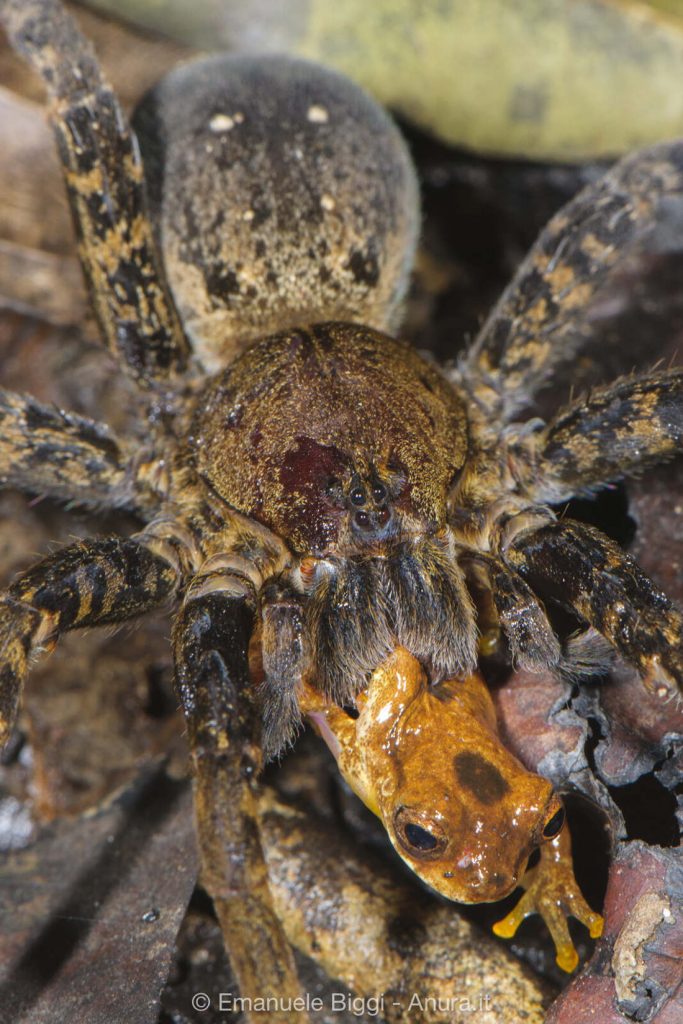 Araña 6 Araña 6