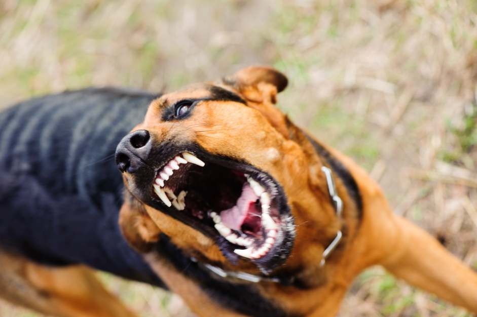 Perro enfurecido.