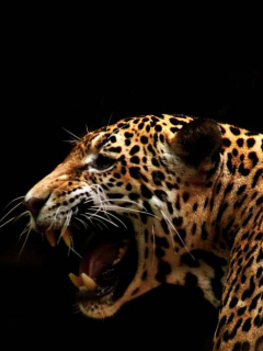 Jaguar.