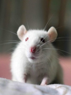 Rata