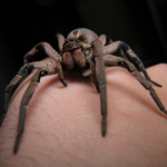 Araña