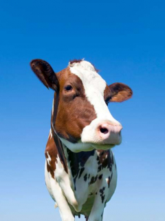 Vaca.