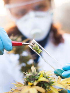 Marihuana medicinal
