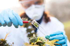 Marihuana medicinal