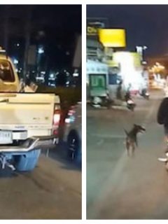 Perro abandonado
