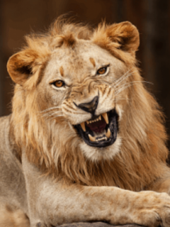 León