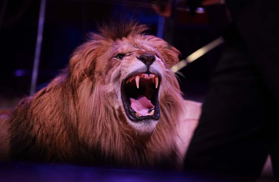 León ataca a domador en circo, video viral