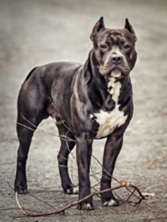 Pitbull