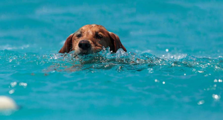 Perro en el agua.