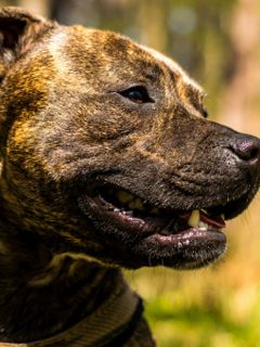 Pitbull