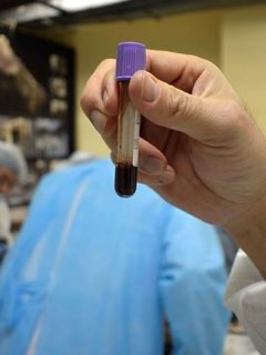 Sangre liquida de potro
