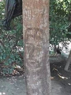 Rostro de Jesús en un árbol