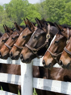 Caballos