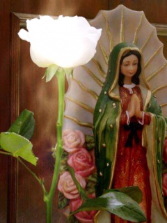 Rosa de Guadalupe y América