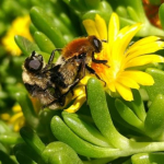 Abejas