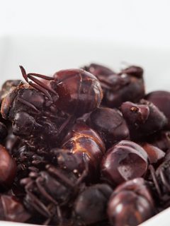 Hormigas culonas