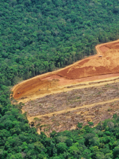 Deforestación