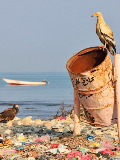 Basura y animales en una playa