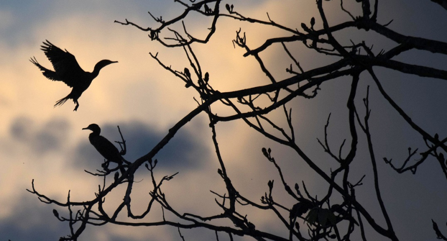 Aves posándose en un árbol