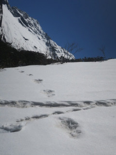 Huellas del Yeti