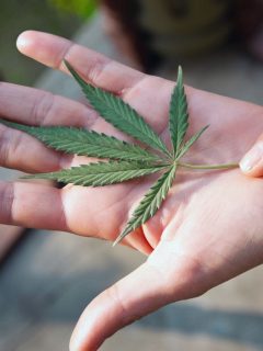 Marihuana