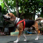 Perro