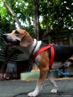 Perro