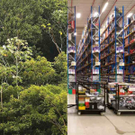 Amazonas y Amazon