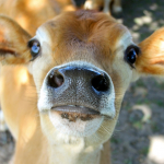 Vaca