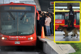 Perro anticolados Transmilenio