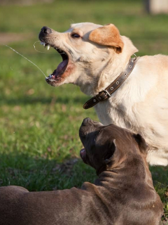 Perros bravos