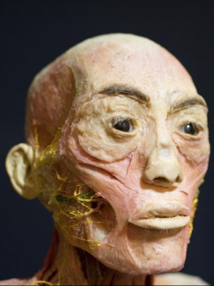 Exposición 'Bodies'