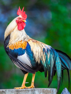 Gallo