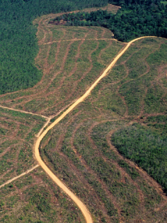 Amazonia brasileña