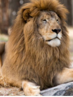 León