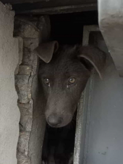 Perro atrapado en estación de Transmilenio. Twitter Paula Casas Ríos