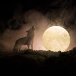 Lobo