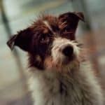 Perro